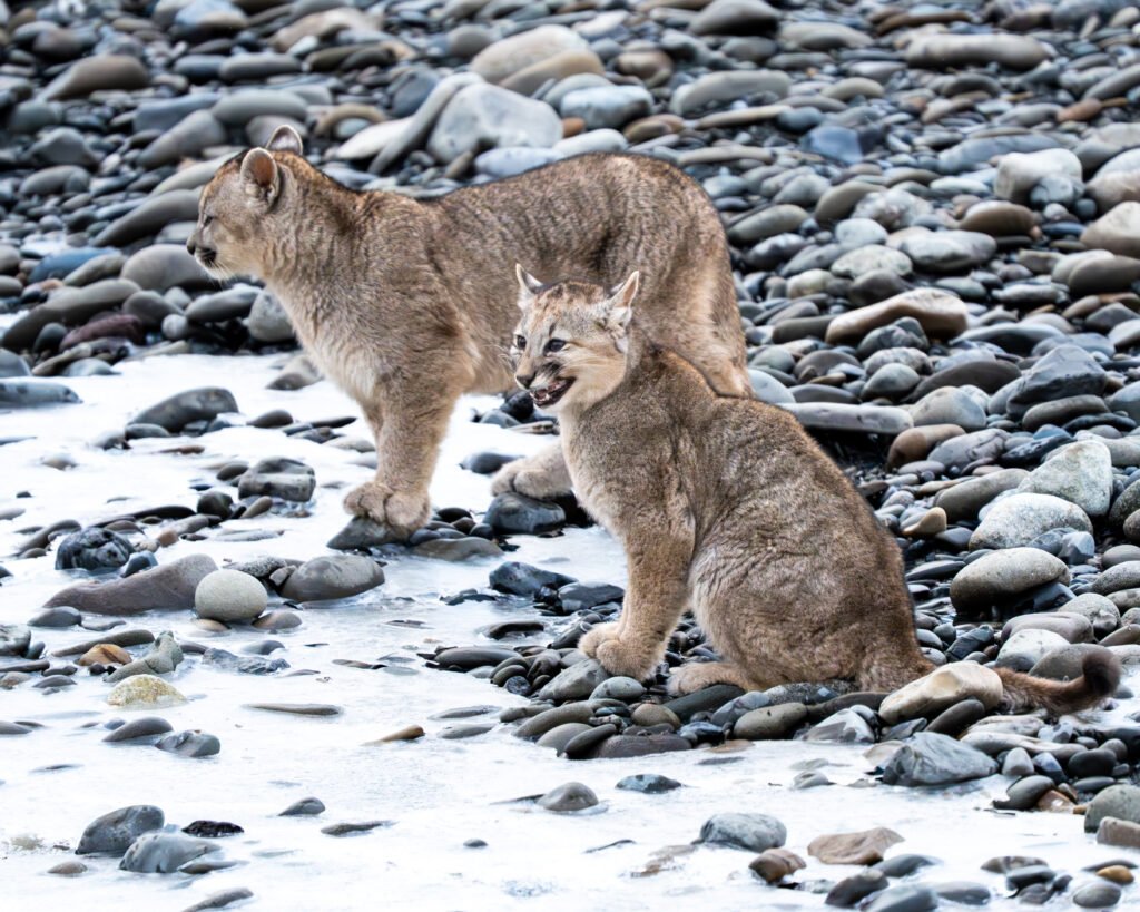 Crías de puma Escarcha en Torres del Paine, Patagonia chilena.